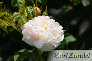 Rosa alba x Maxima (Jakobitenr.)
